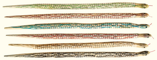 Wooden Wiggly Snake